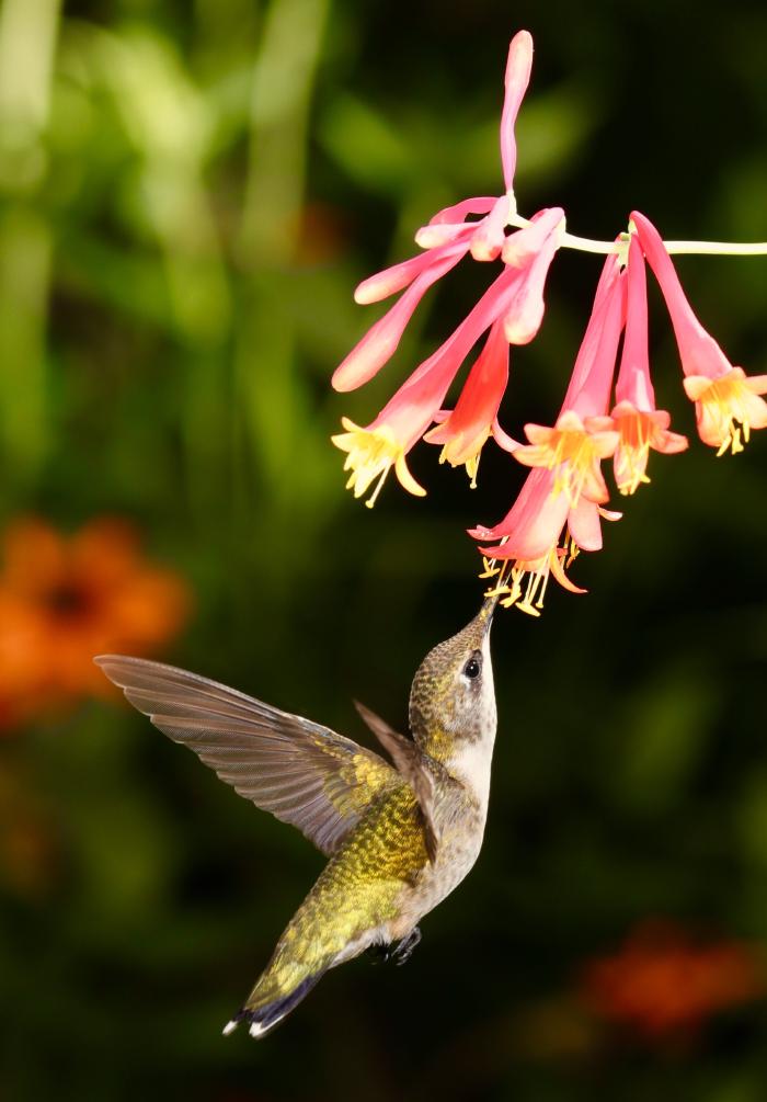 A hummingbird in mid-flight is framed by the flowers she drinks from [photo credit: Steve Hogan]