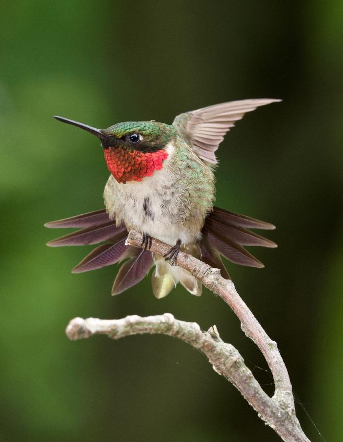 A hummingbird stretches his wings on a branch<br>
[photo credit: Steve Hogan]