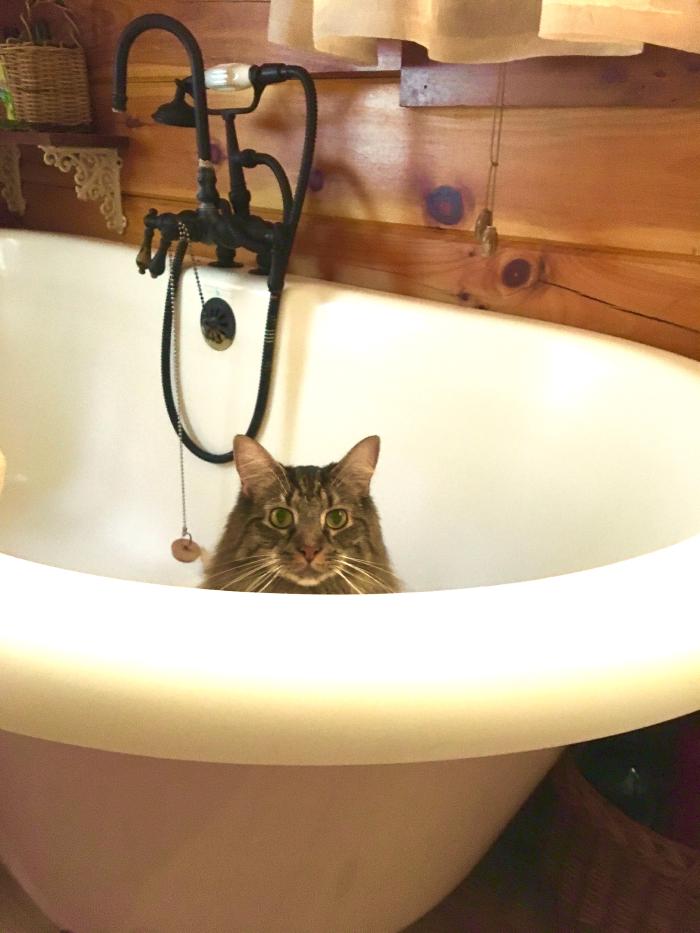 A house cat looks out of a bathtub in a log cabin<br>
[photo credit: Steve Hogan]