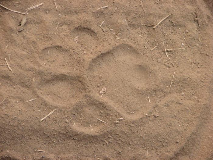 A tiger&rsquo;s footprint in the dust is not the tiger, but it is a warning.<br>
[Photo credit: Steve Hogan]